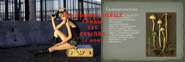 хмурый Белокуриха